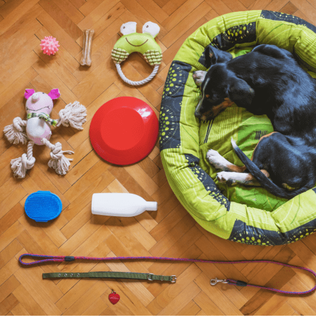 Conjunto de accesorios para las mascotas