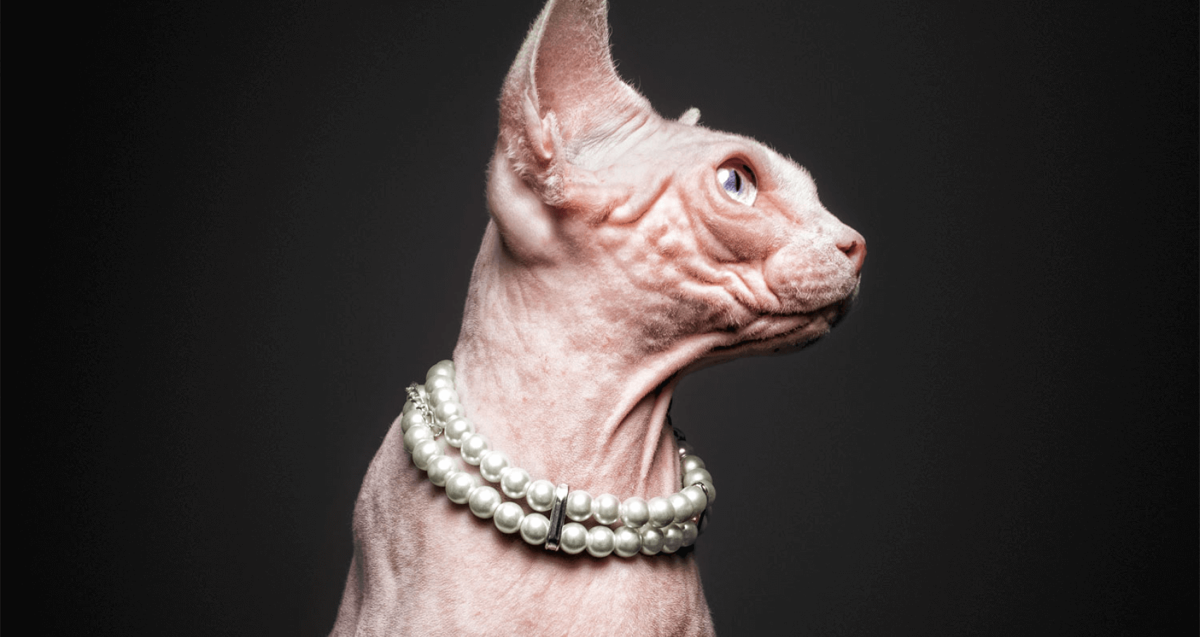 Banner promo 2 gato usando un collar de perlas