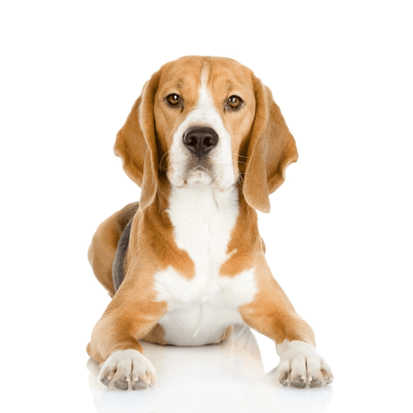 Imagen de perro raza beagle sentado