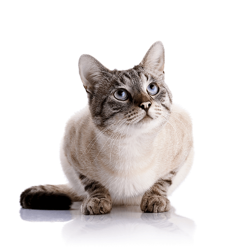 Imagen de gato acostado en el piso