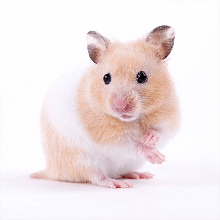 Imagen de hamster color beige y blanco