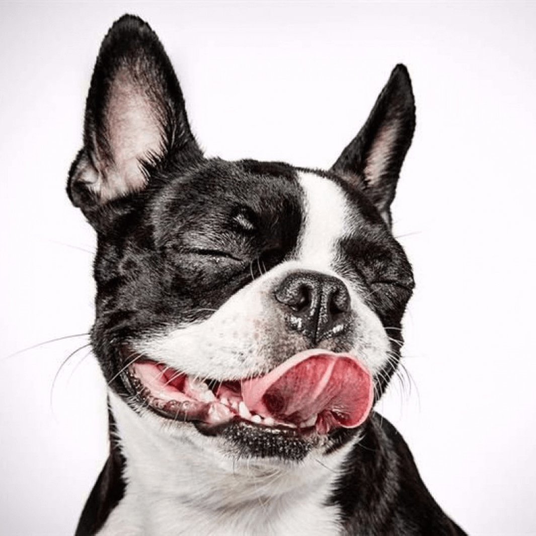 Boston terrier sacando la lengua
