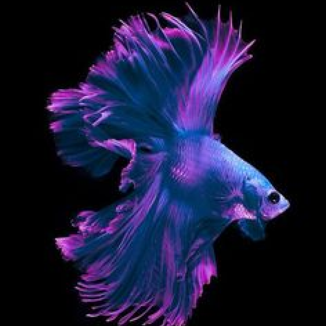 Pez de color azul